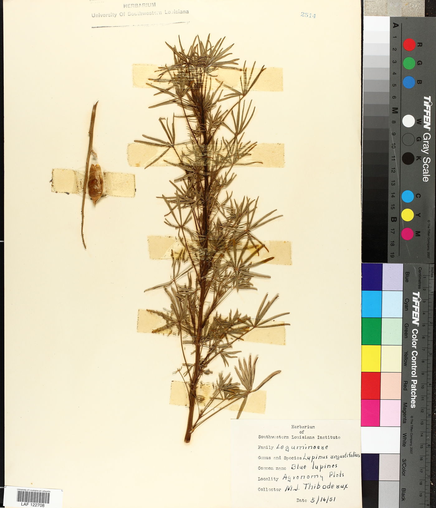 Lupinus angustifolius image