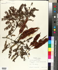 Lysiloma bahamensis image