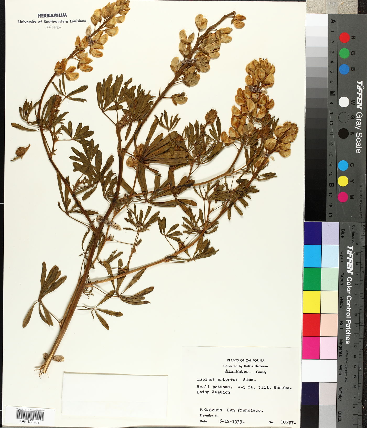 Lupinus arboreus image