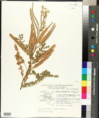 Image of Mimosa guatemalensis