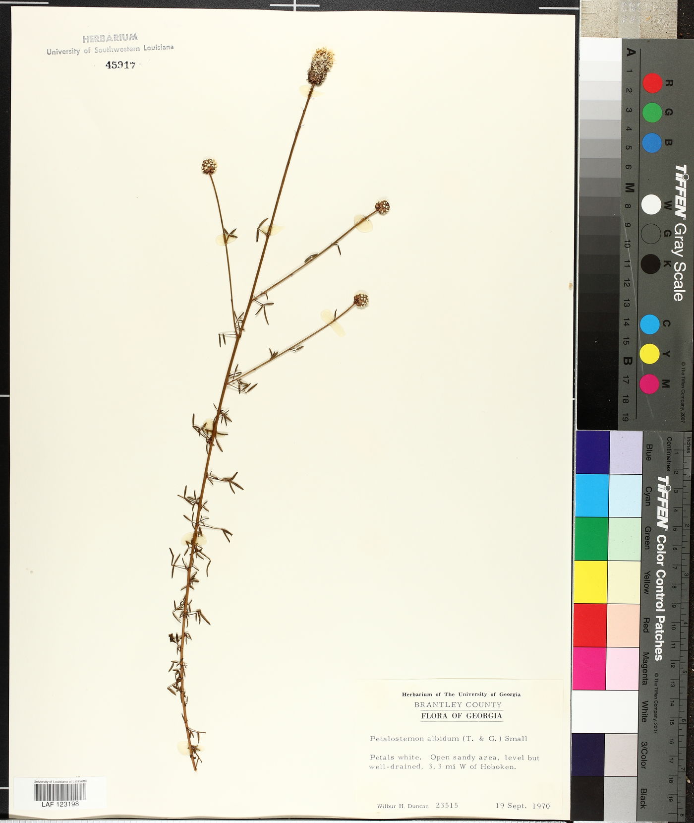 Petalostemon albidus image