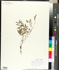 Tephrosia floridana image