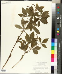 Thermopsis caroliniana image