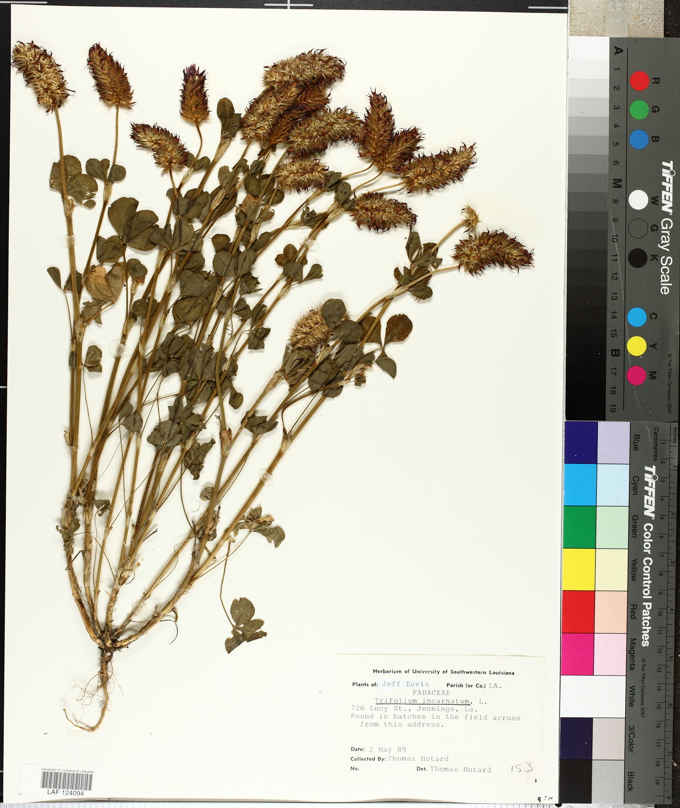 Trifolium incarnatum image