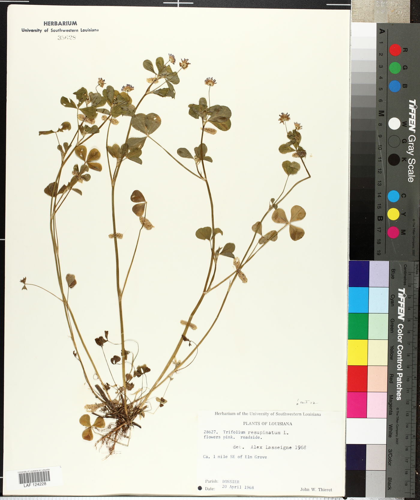 Trifolium resupinatum image