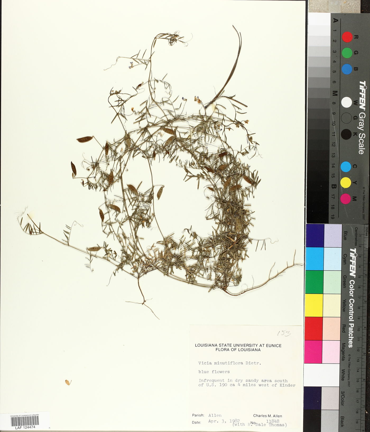 Vicia minutiflora image