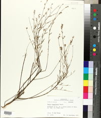 Oenothera filiformis image