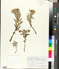 Chamerion latifolium image