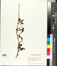 Image of Fuchsia excorticata