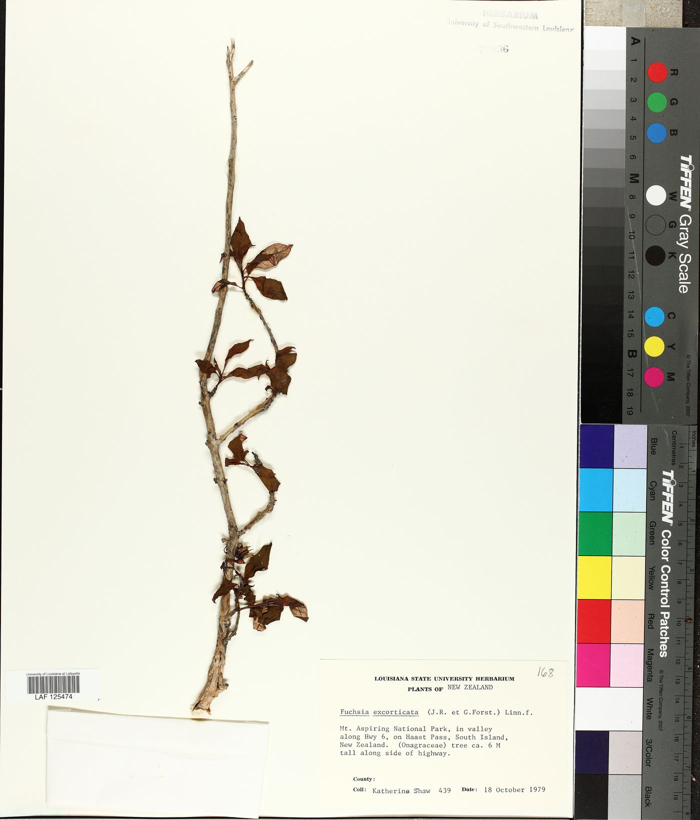 Fuchsia excorticata image