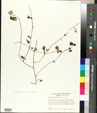 Image of Fuchsia abrupta