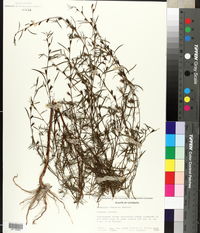 Ludwigia linearis image