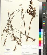 Ludwigia linearis image