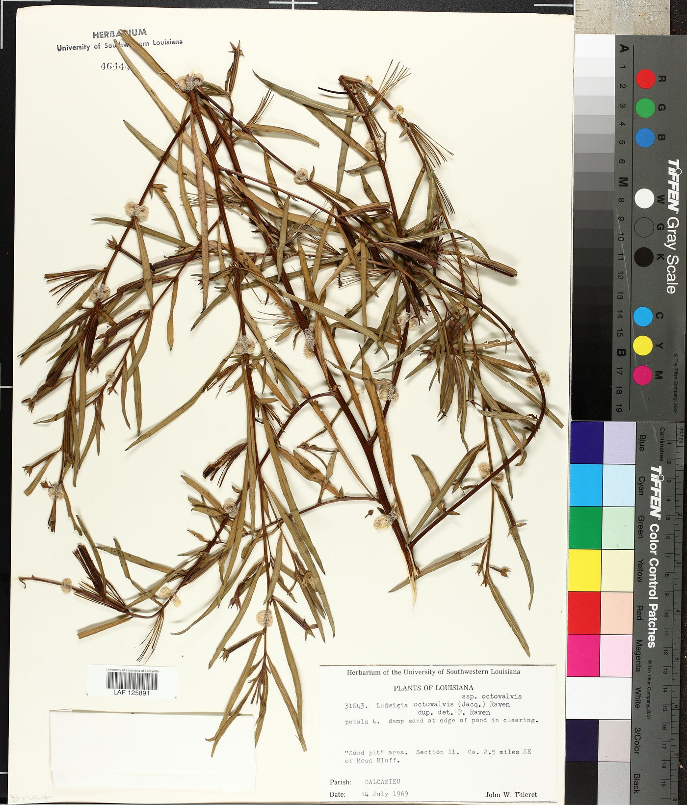 Ludwigia octovalvis subsp. octovalvis image