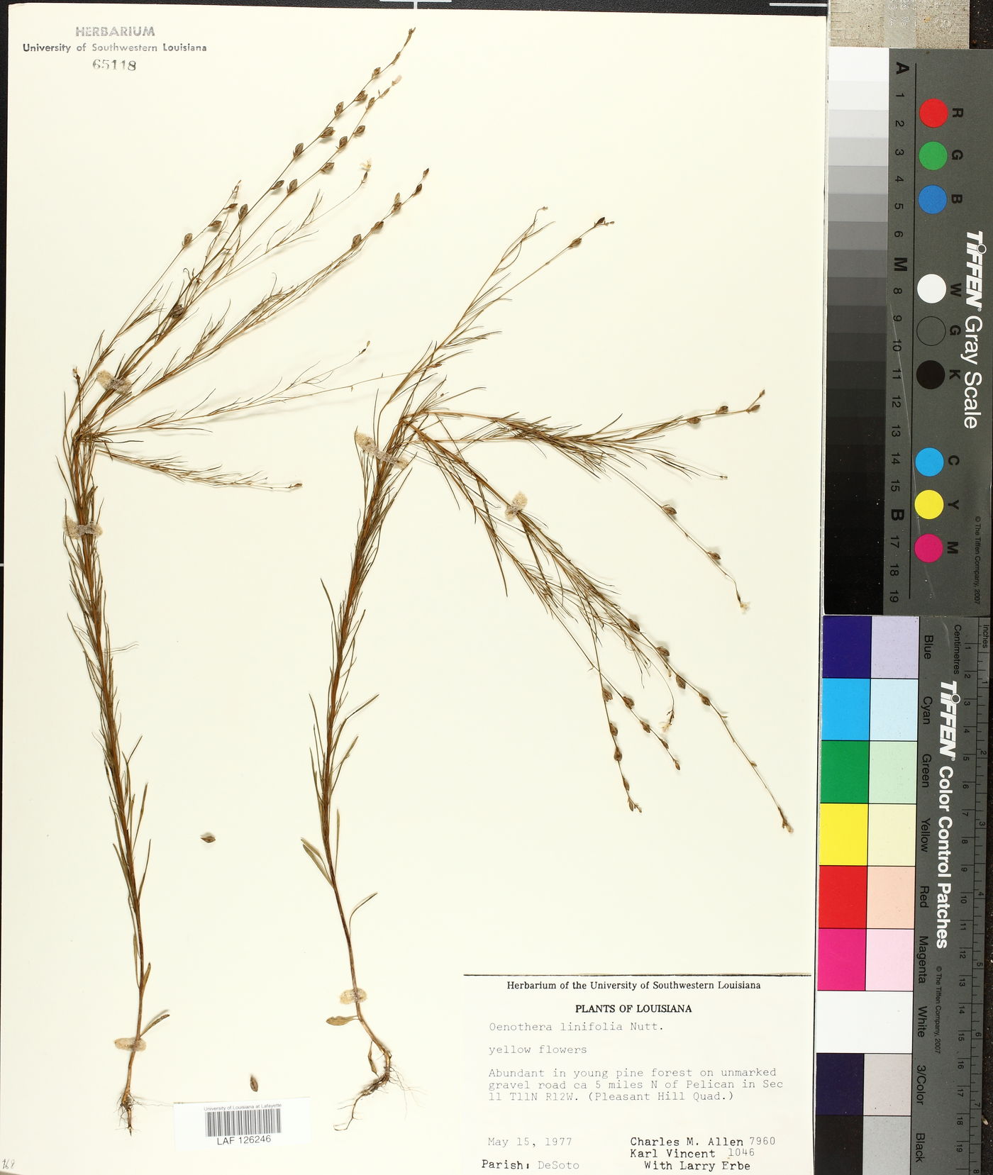 Oenothera linifolia image