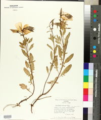 Oenothera speciosa image