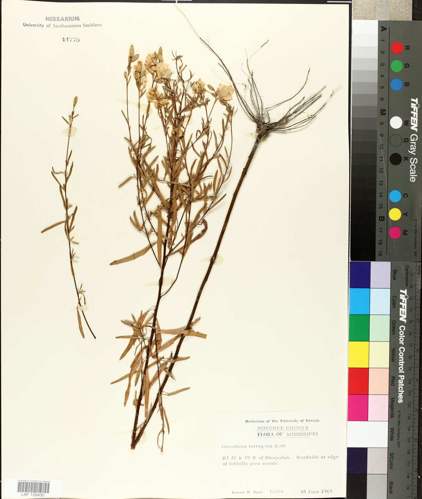 Oenothera tetragona image
