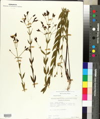 Rhexia alifanus image