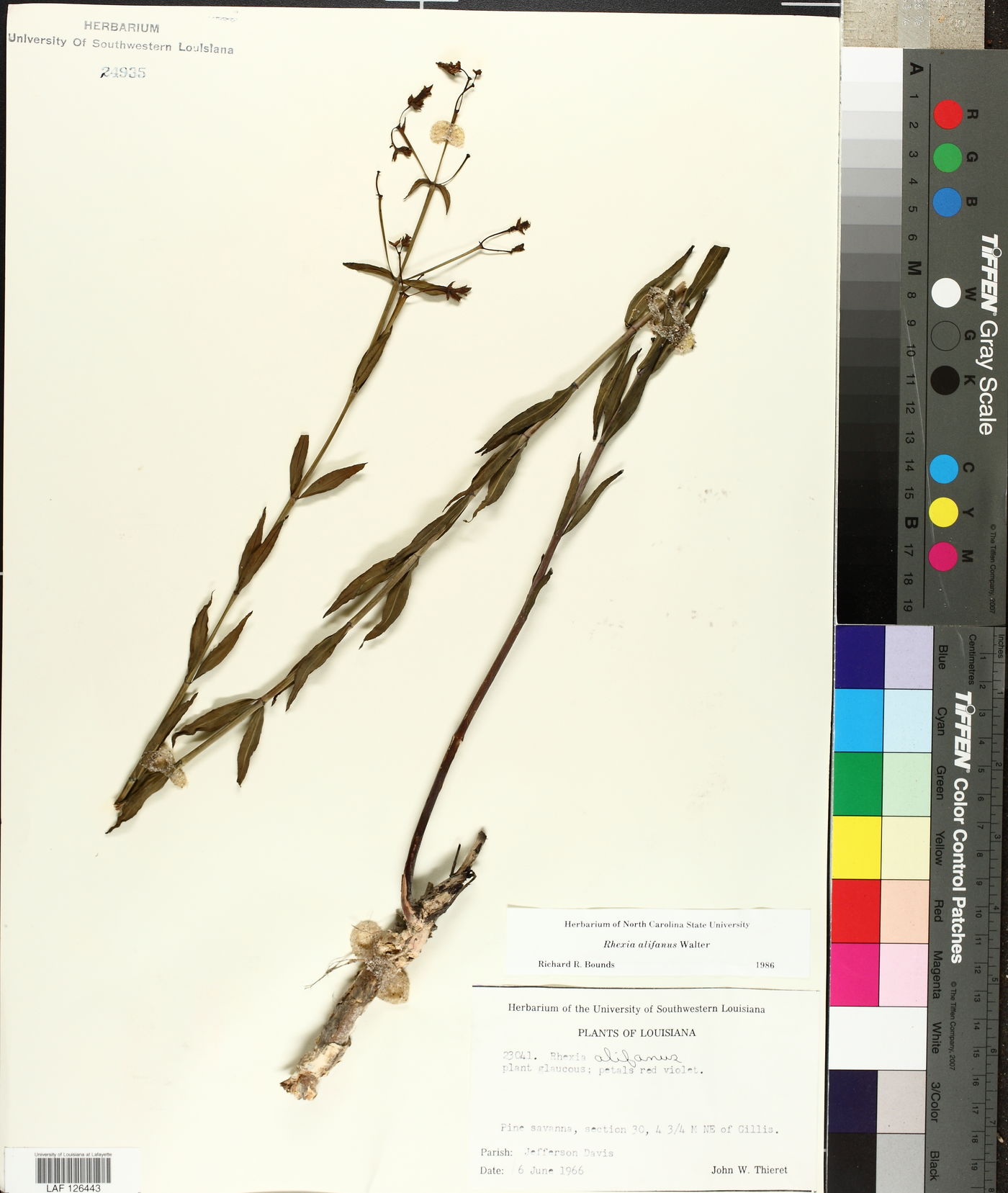Rhexia alifanus image