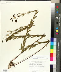 Rhexia alifanus image