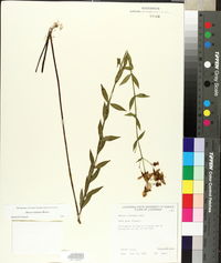 Rhexia alifanus image
