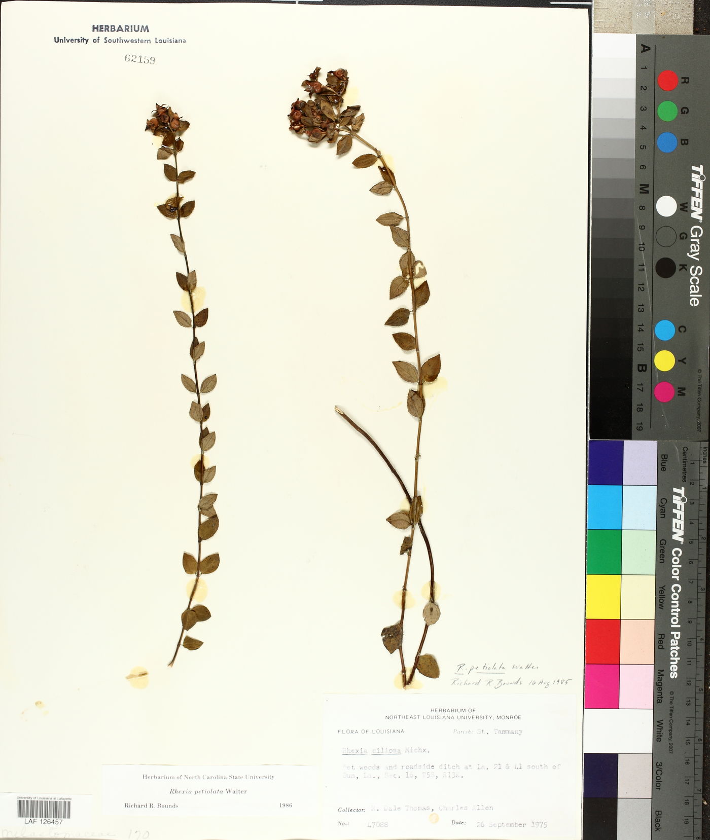 Rhexia petiolata image