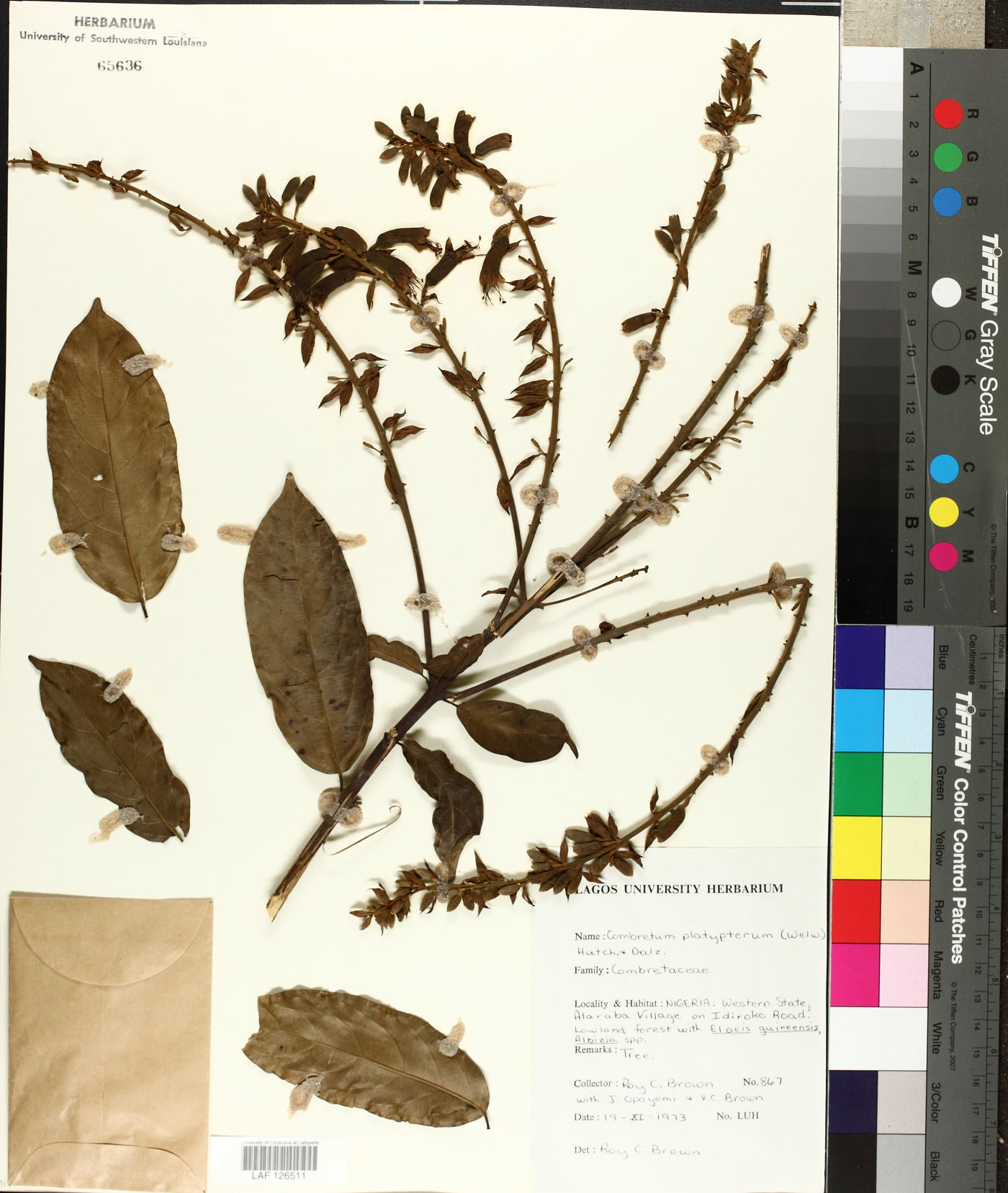 Combretum platypterum image