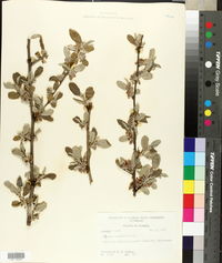 Elaeagnus umbellata image
