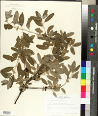 Shepherdia argentea image