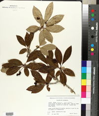 Nyssa sylvatica var. biflora image