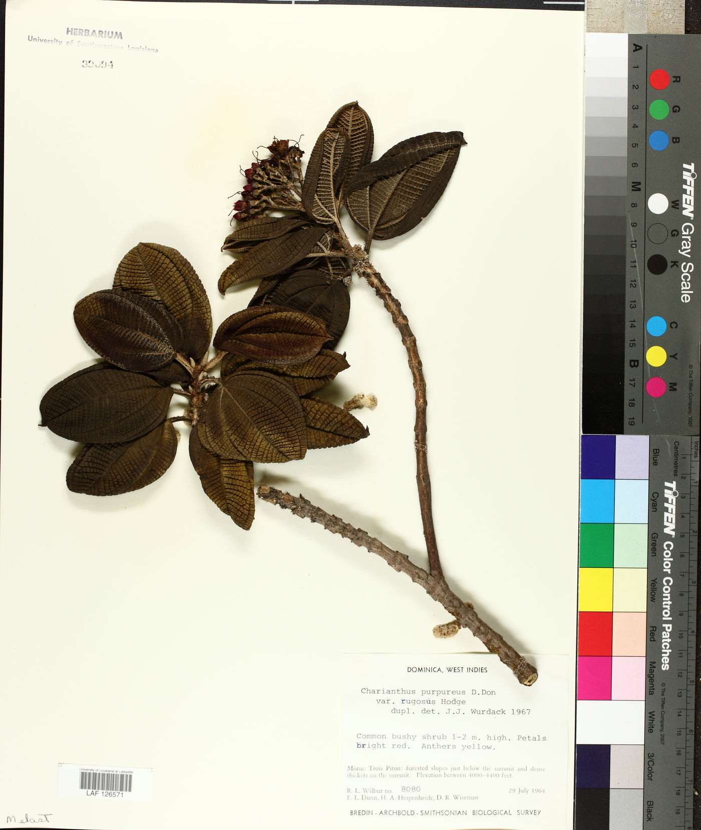 Charianthus dominicensis image