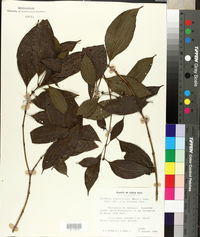 Miconia sessiliflora image