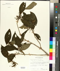 Image of Ossaea micrantha