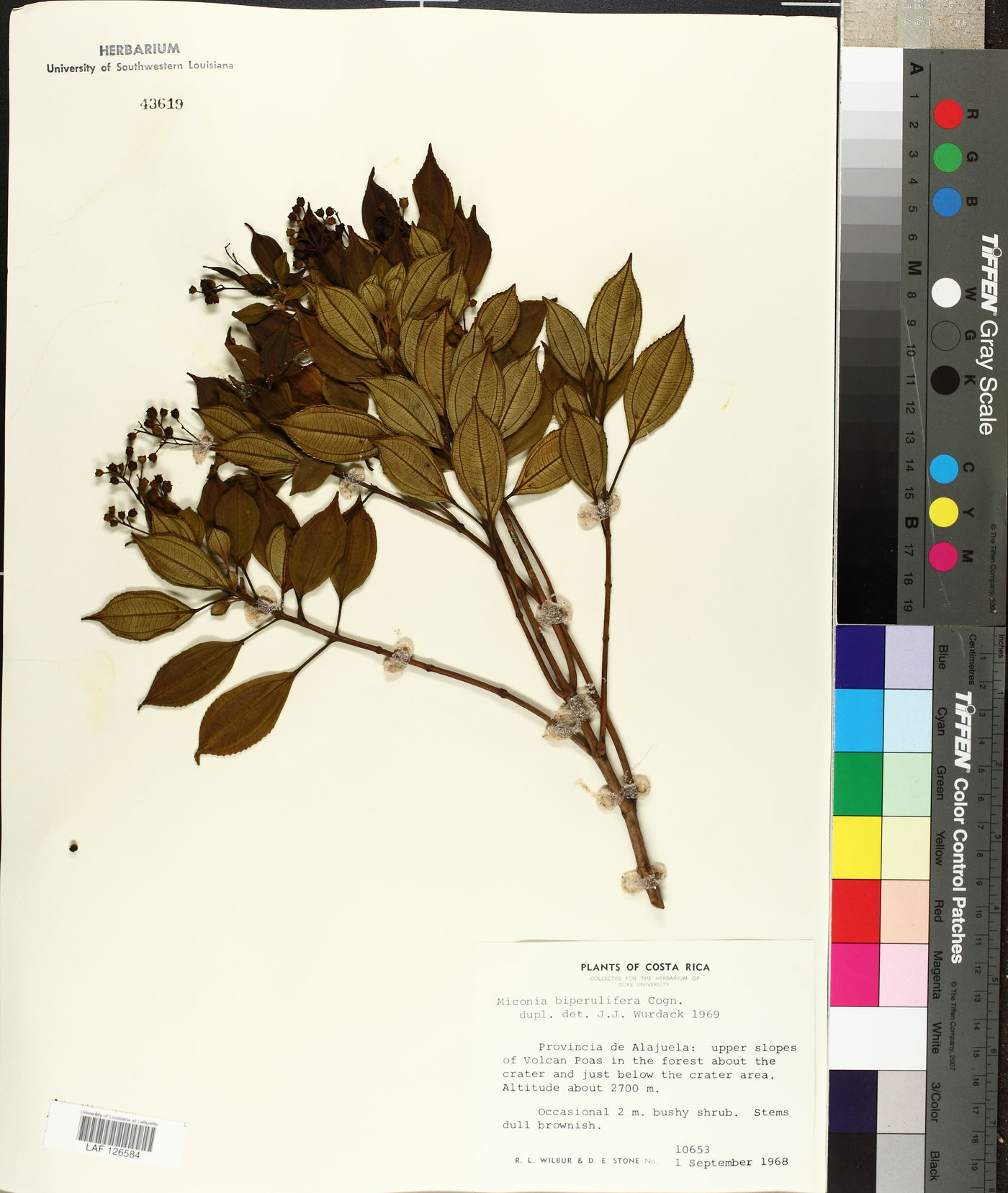 Miconia biperulifera image