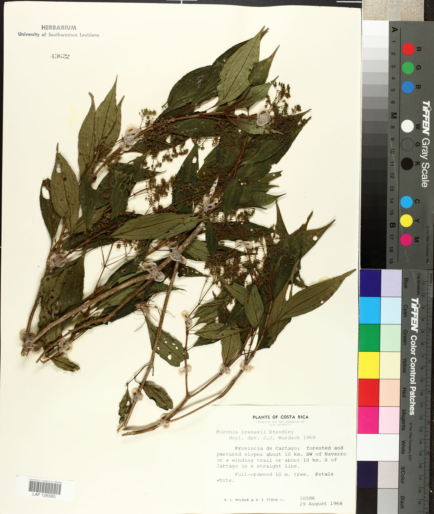 Miconia brenesii image