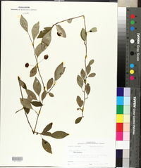 Ilex longipes image