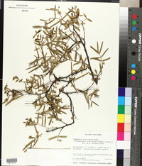 Chamaesyce articulata image
