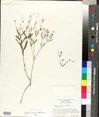 Euphorbia exserta image