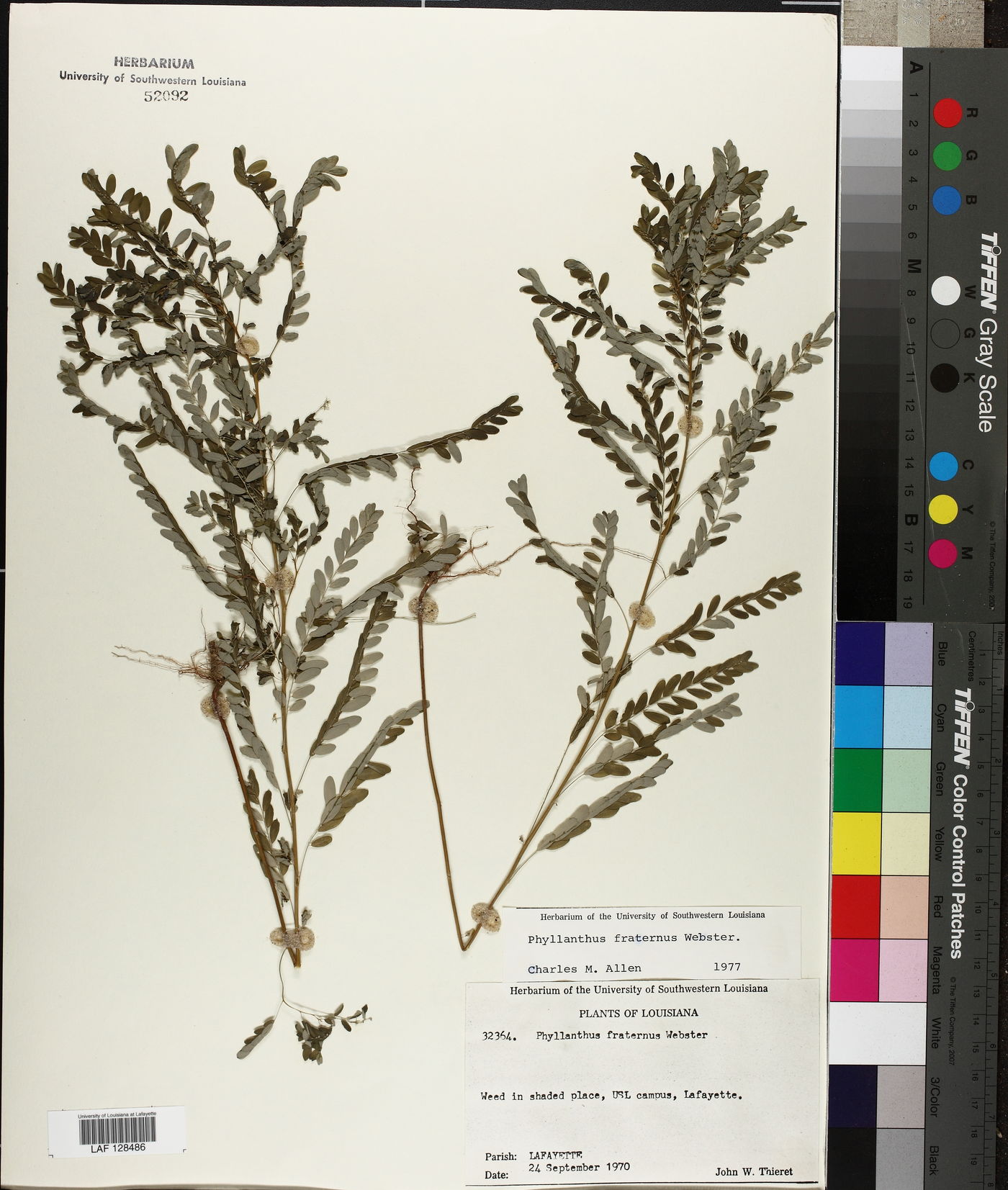 Phyllanthus fraternus image