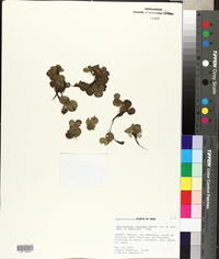 Phyllanthus fluitans image