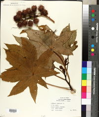 Ricinus communis image