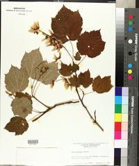 Acer spicatum image