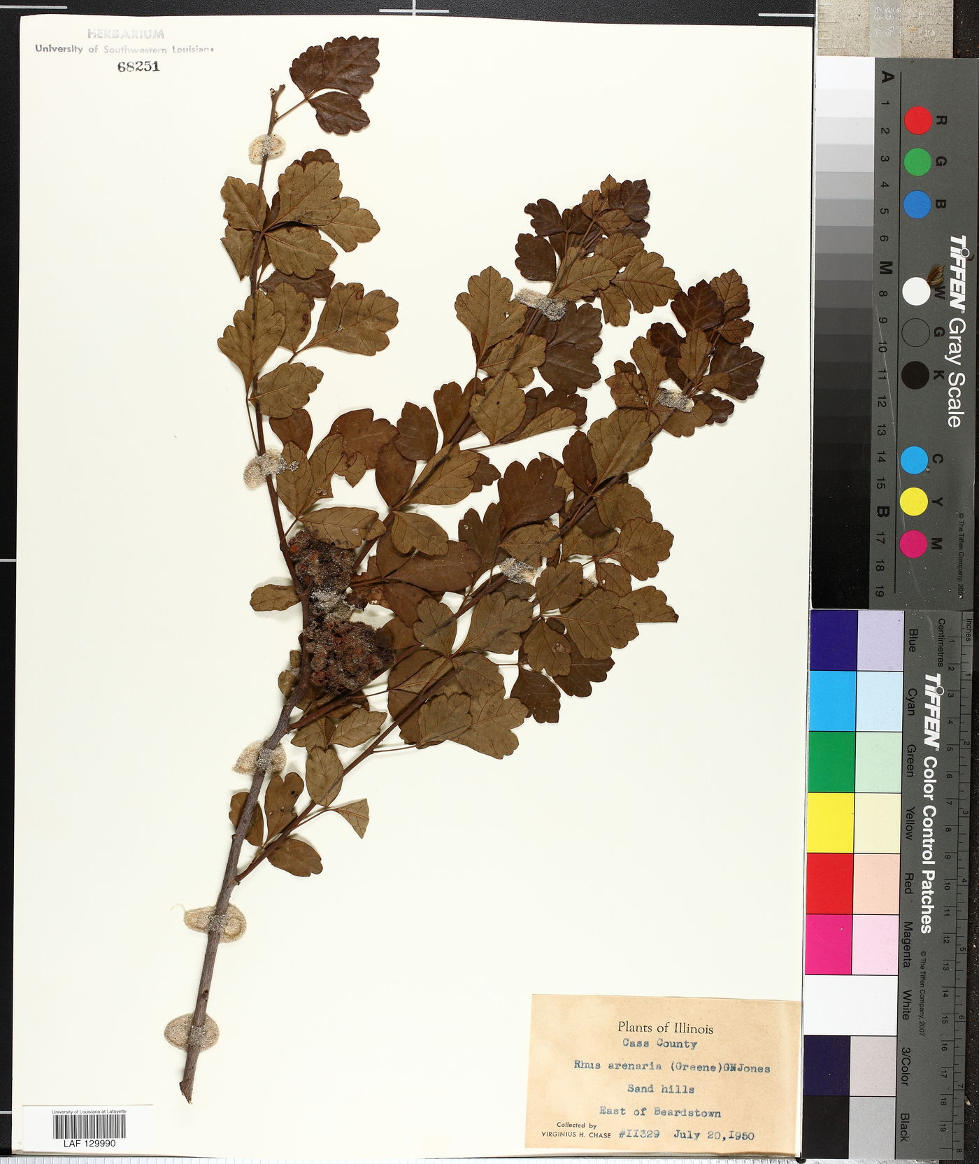 Rhus arenaria image