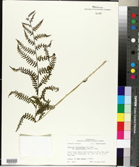 Athyrium filix-femina var. asplenioides image