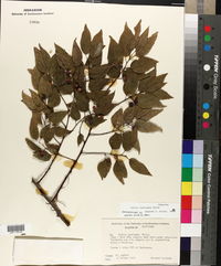 Celtis laevigata image