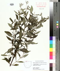 Mitreola petiolata image