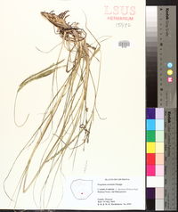 Paspalum notatum image