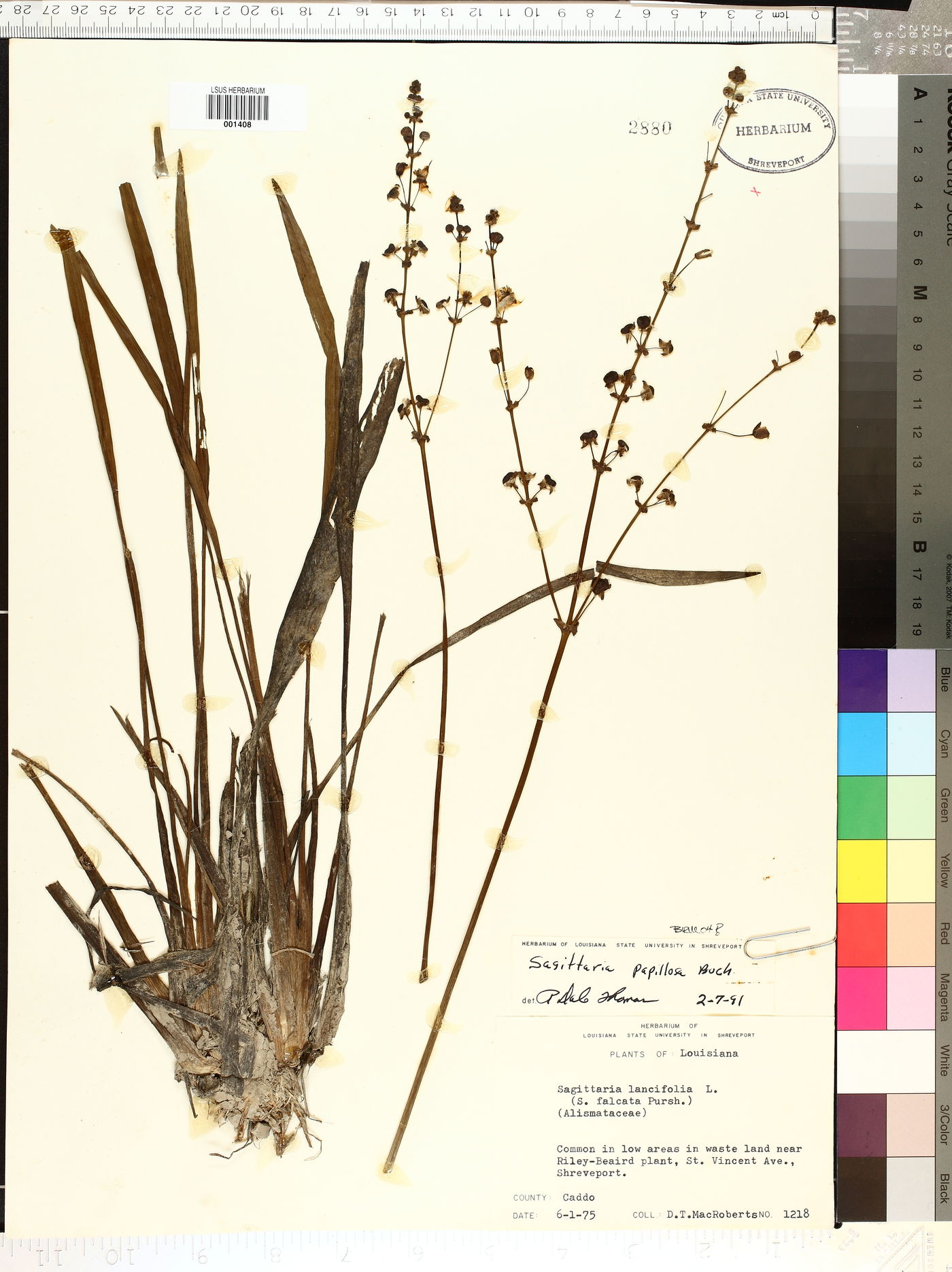Sagittaria papillosa image