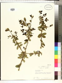 Ilex vomitoria image