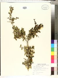 Ilex vomitoria image